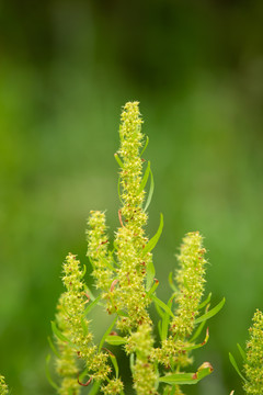 植物酸模山菠菜