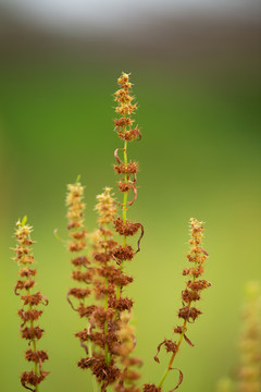 植物酸模山菠菜