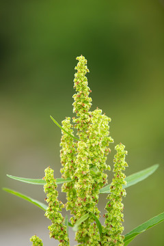 植物酸模山菠菜