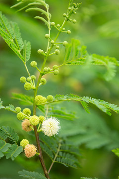 光荚含羞草