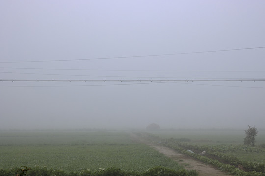 冬季早晨大雾笼罩下的田野