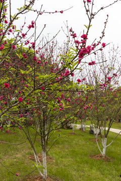 白天公园里开花的桃花树