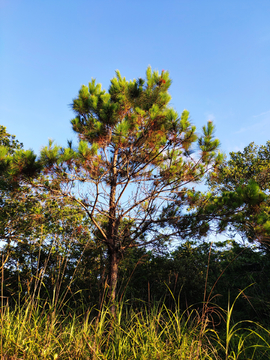 一棵松树