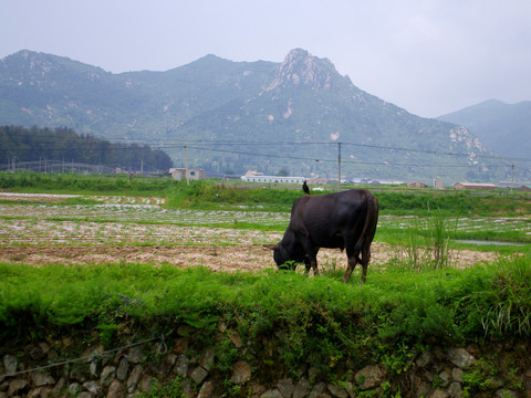 田园水牛小鸟