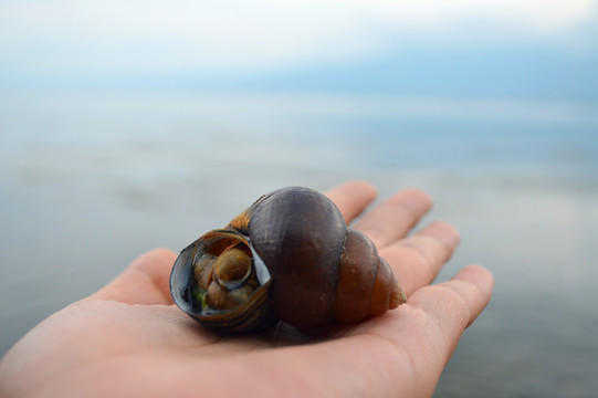 洱海边的海螺