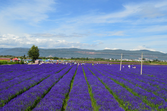 大理柳叶马鞭草园