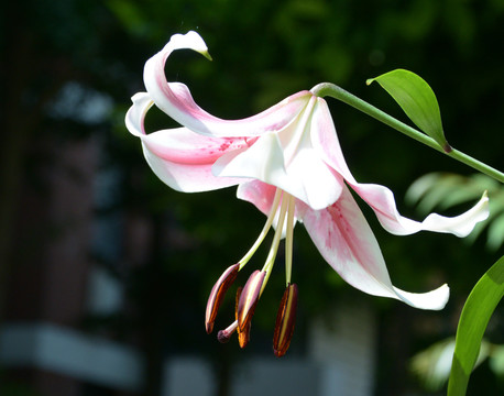 盛开的百合花