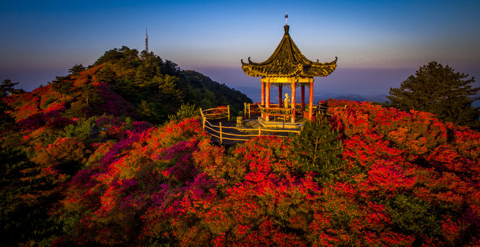 麻城杜鹃花海