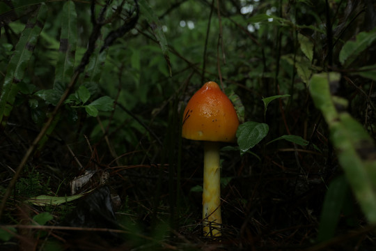 黄蜡伞菌