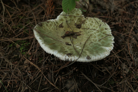 青头菌