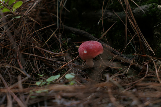 红巴巴菌