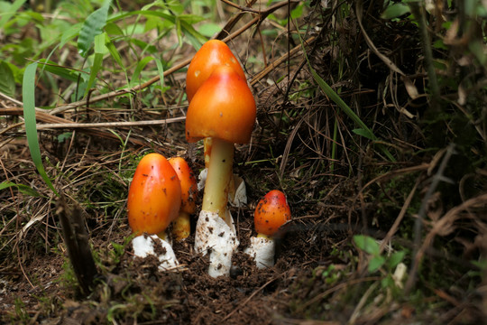 黄蜡伞菌