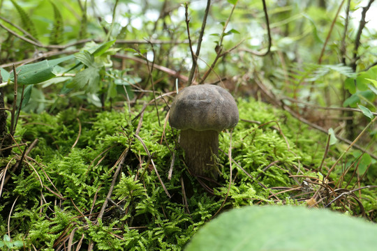 黑牛肝菌