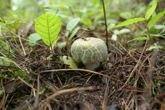 青头菌