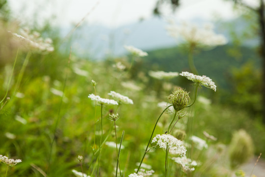 路边的野花