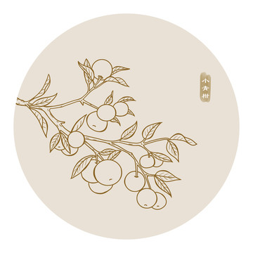 小青柑線描