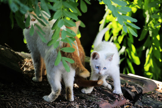 猫妈妈和小猫