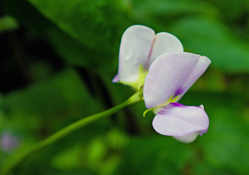 缸豆角花