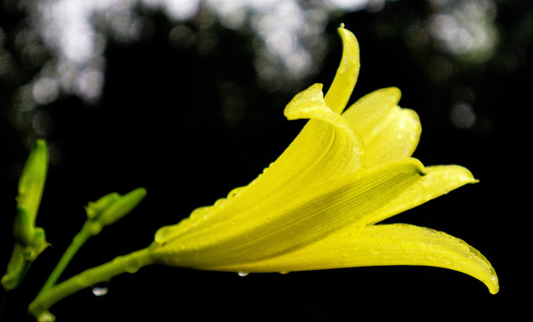 黄花菜