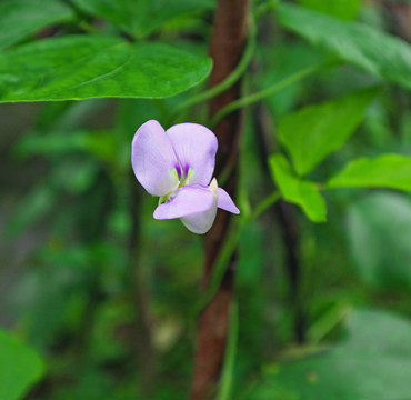 缸豆角花