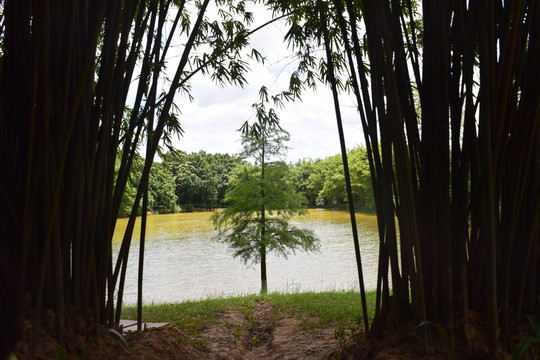 竹林前面的湖泊