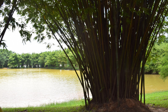 湖边一簇竹子图片