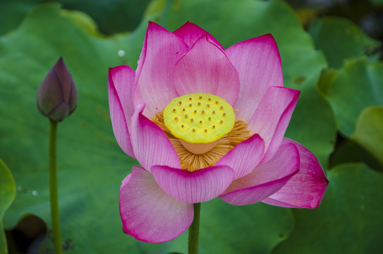 荷花唯美特写