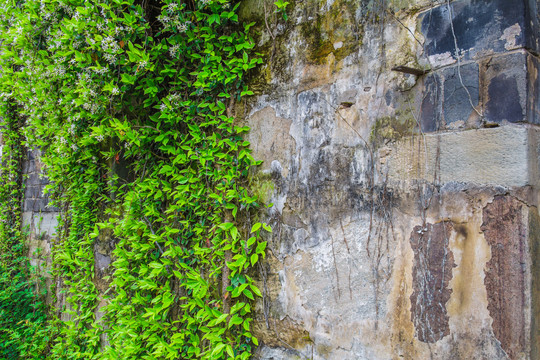 绿色藤蔓植物石头墙背景