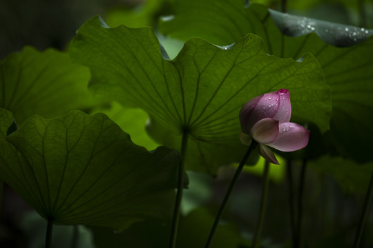 夏天