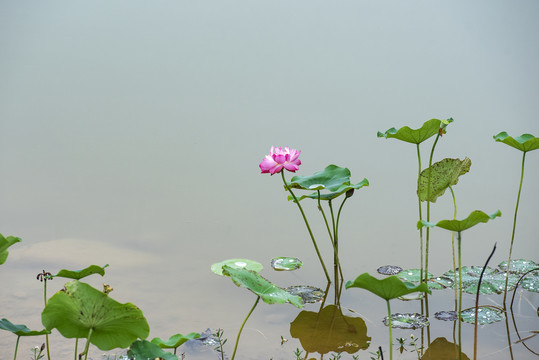 荷花荷叶1池塘生态