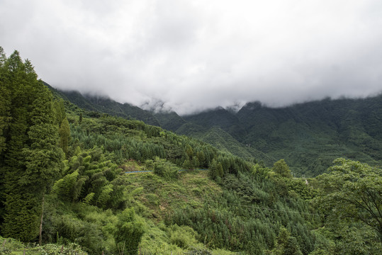 树林森林1绿水青山