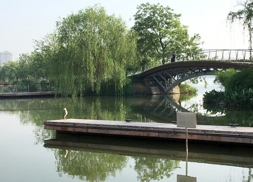 龙池湖水鸟特写