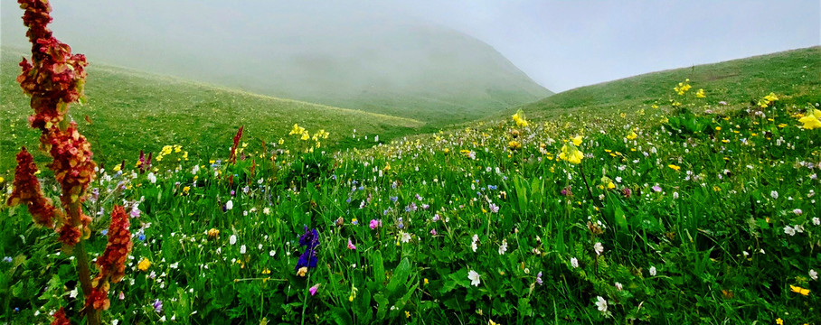 大山里的花草