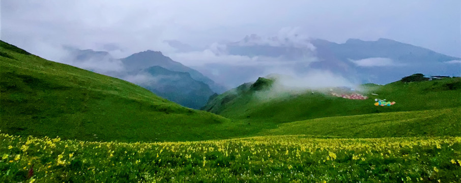 大山里的花草