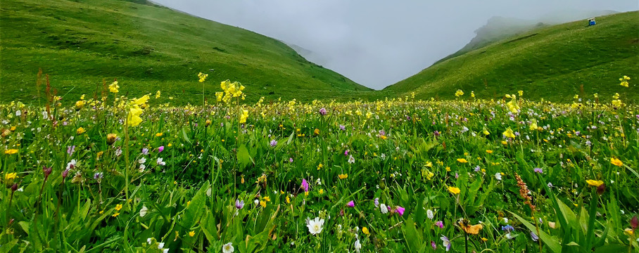 大山里的花草