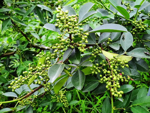 青花椒藤椒