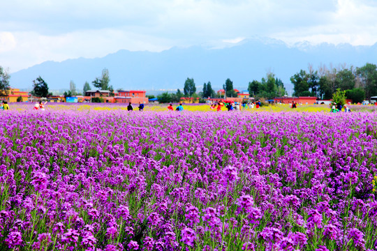 南山花海