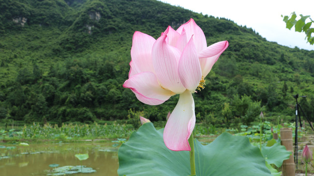 荷花池