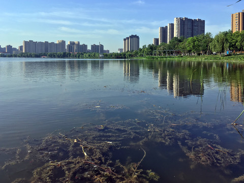 龙池湖水草