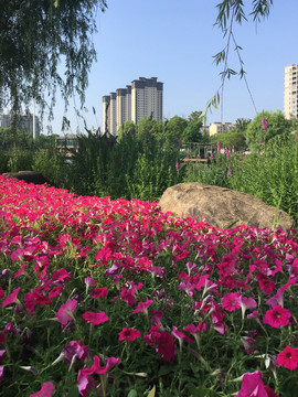 粉色矮牵牛花种植