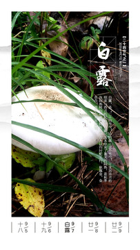 白露海報(bào)