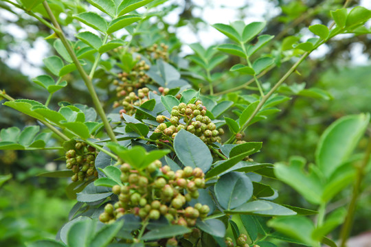 藤椒种植基地