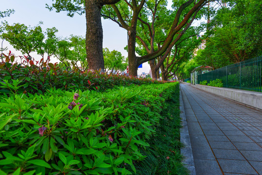 城市道路绿化