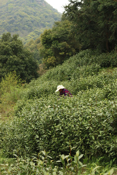 采茶的茶农