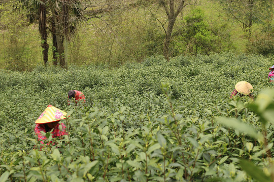 采茶的茶农