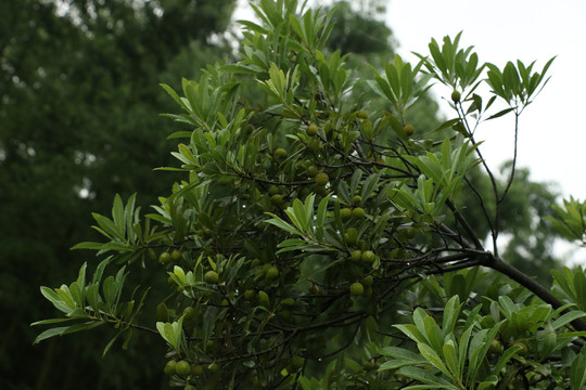 雨中的青杨梅