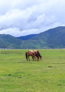 香格里拉依拉草原骏马