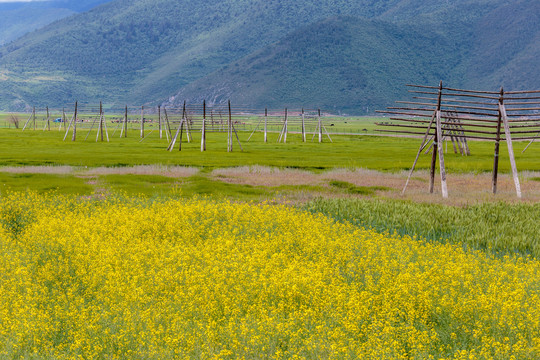 香格里拉依拉草原