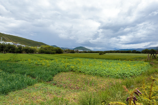 香格里拉风光