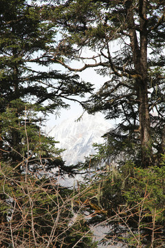 山中的雪山